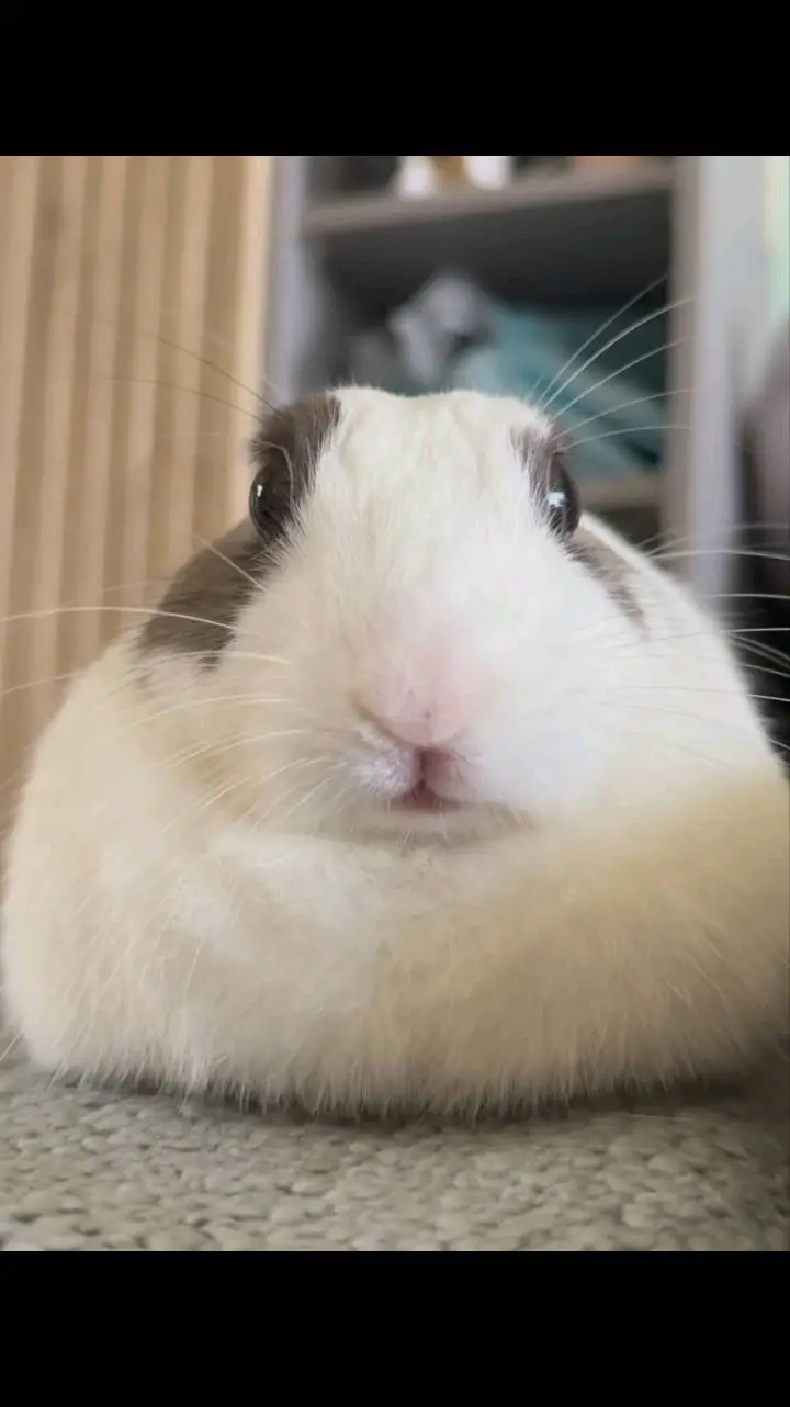 ai character: buffy Rabbit background