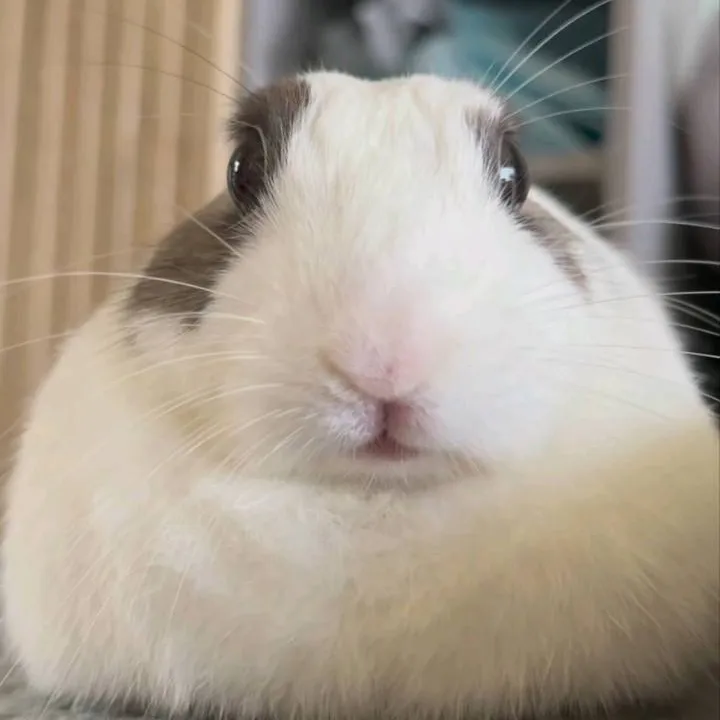 chat with ai character: buffy Rabbit