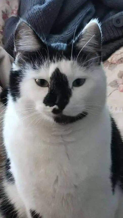 ai character: Mila  background