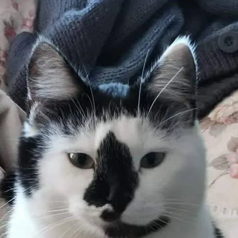 chat with ai character: Mila 