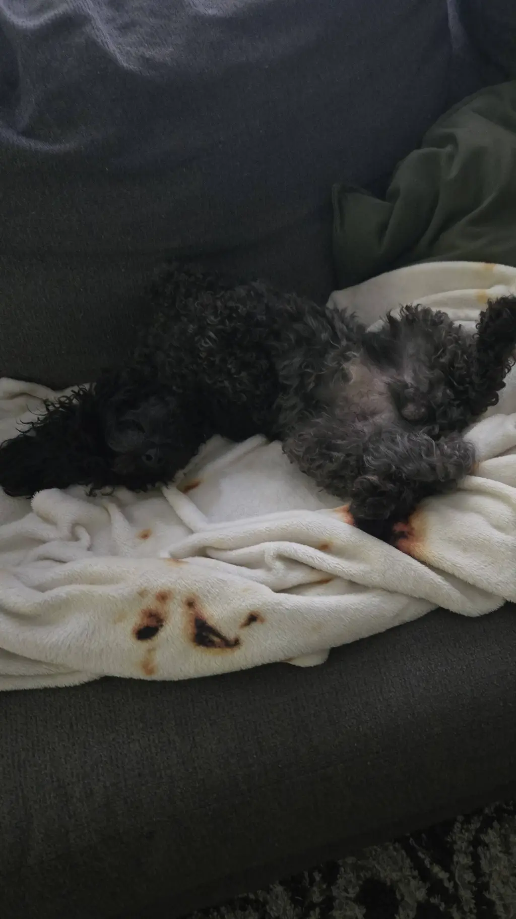 ai character: my dog background