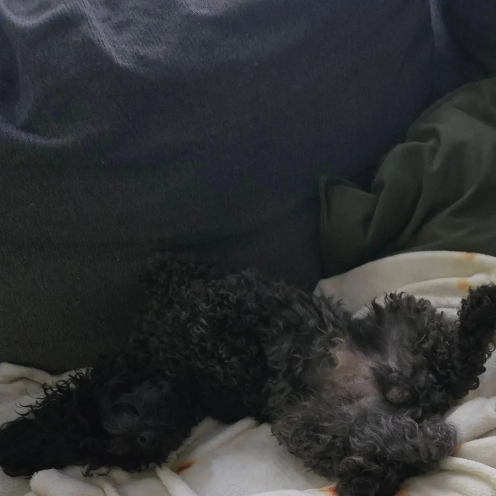 chat with ai character: my dog