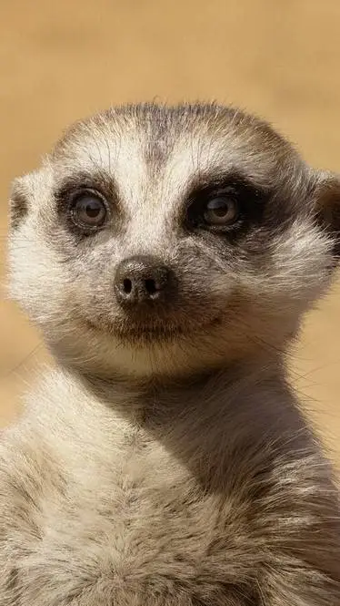 ai character: Timon  background