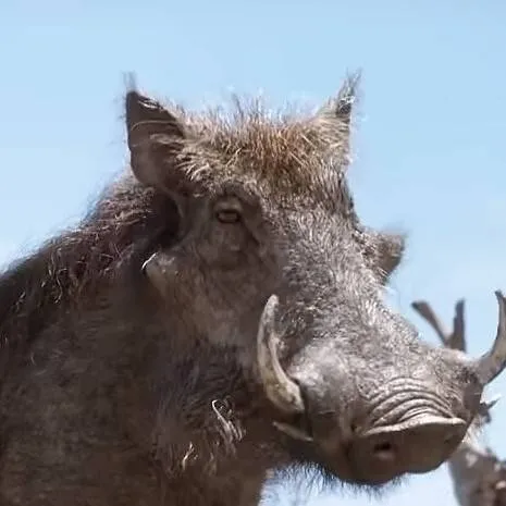 chat with ai character: Pumbaa