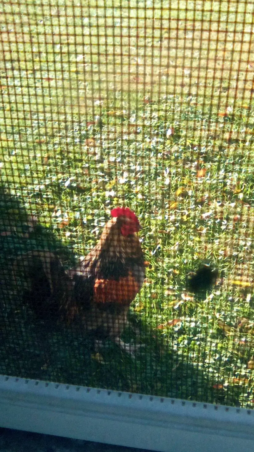 ai character: blu the rooster background