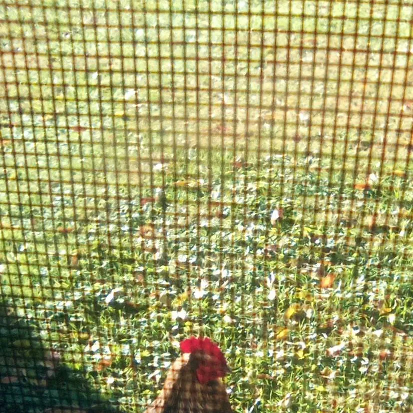 chat with ai character: blu the rooster