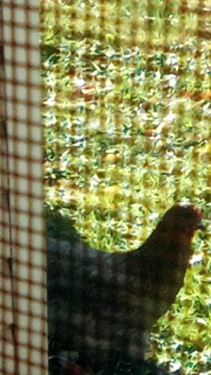 ai character: Col the rooster background