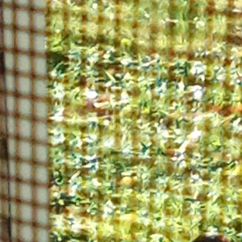 chat with ai character: Col the rooster