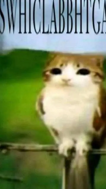 ai character: Meowl background