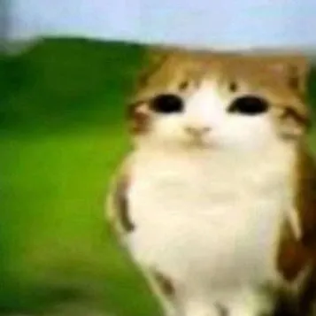 chat with ai character: Meowl