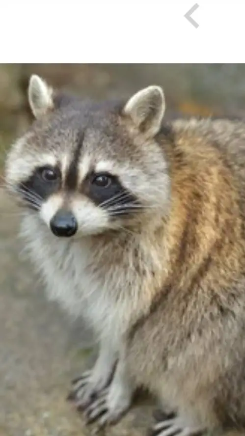 ai character: raccoon            background