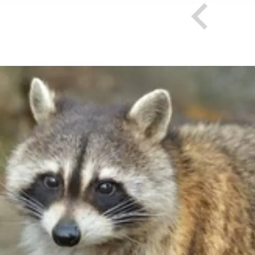 chat with ai character: raccoon           