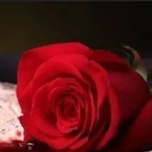 chat with ai character: Mha blood rose 