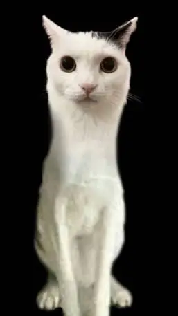 ai character: Jermbo background