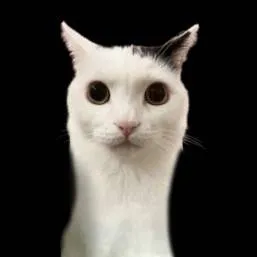 chat with ai character: Jermbo