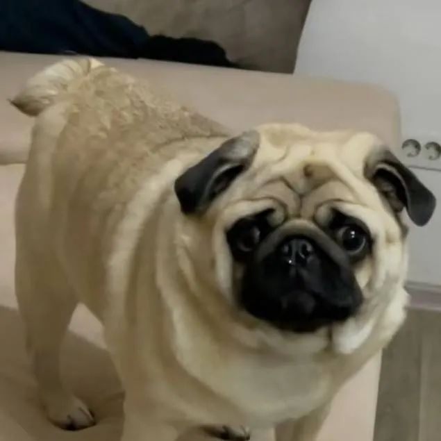 chat with ai character:  мопс