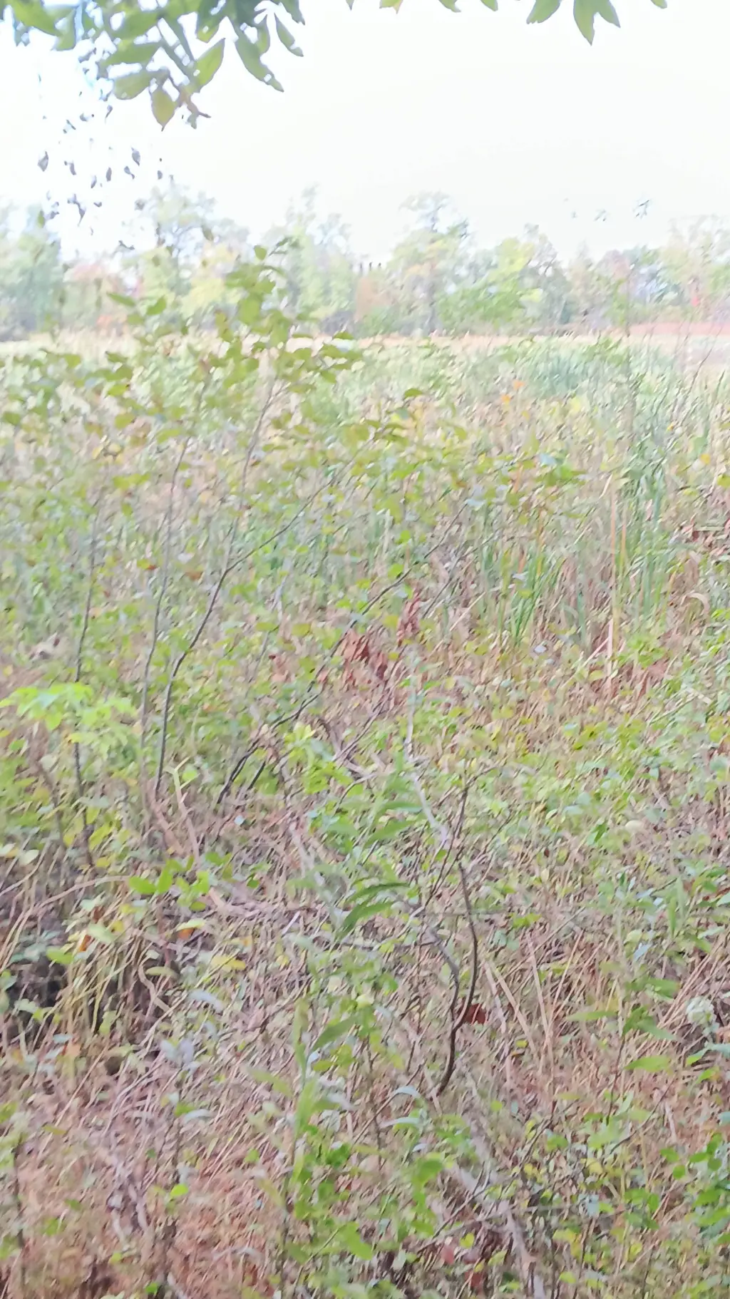 ai character: tanjiro angst background