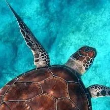 chat with ai character: IT Halloween 