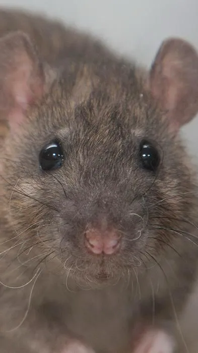 ai character: Rat background