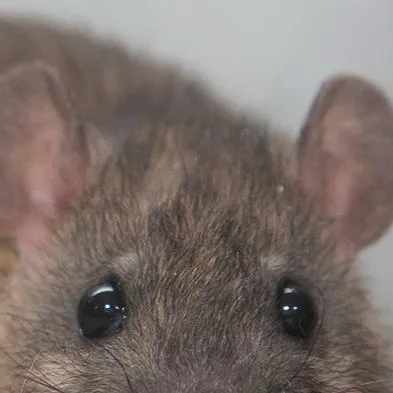 chat with ai character: Rat