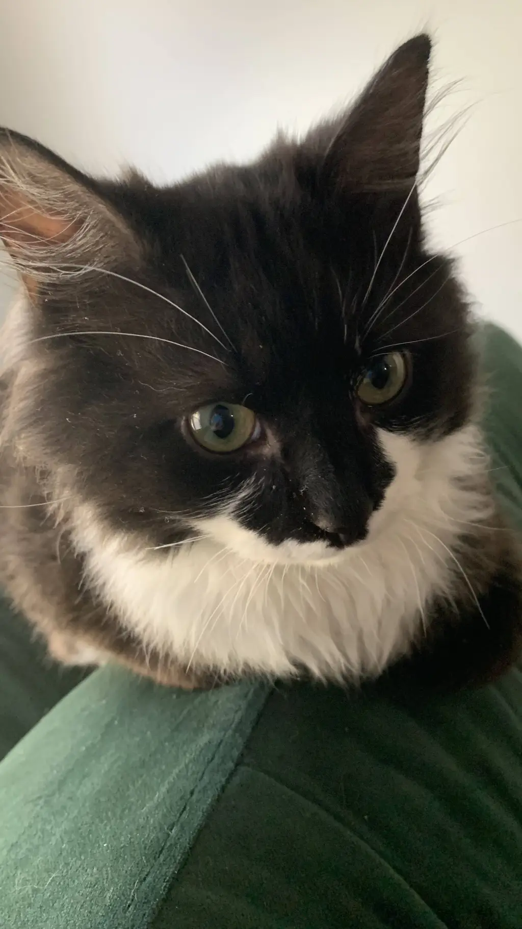 ai character: your toga background