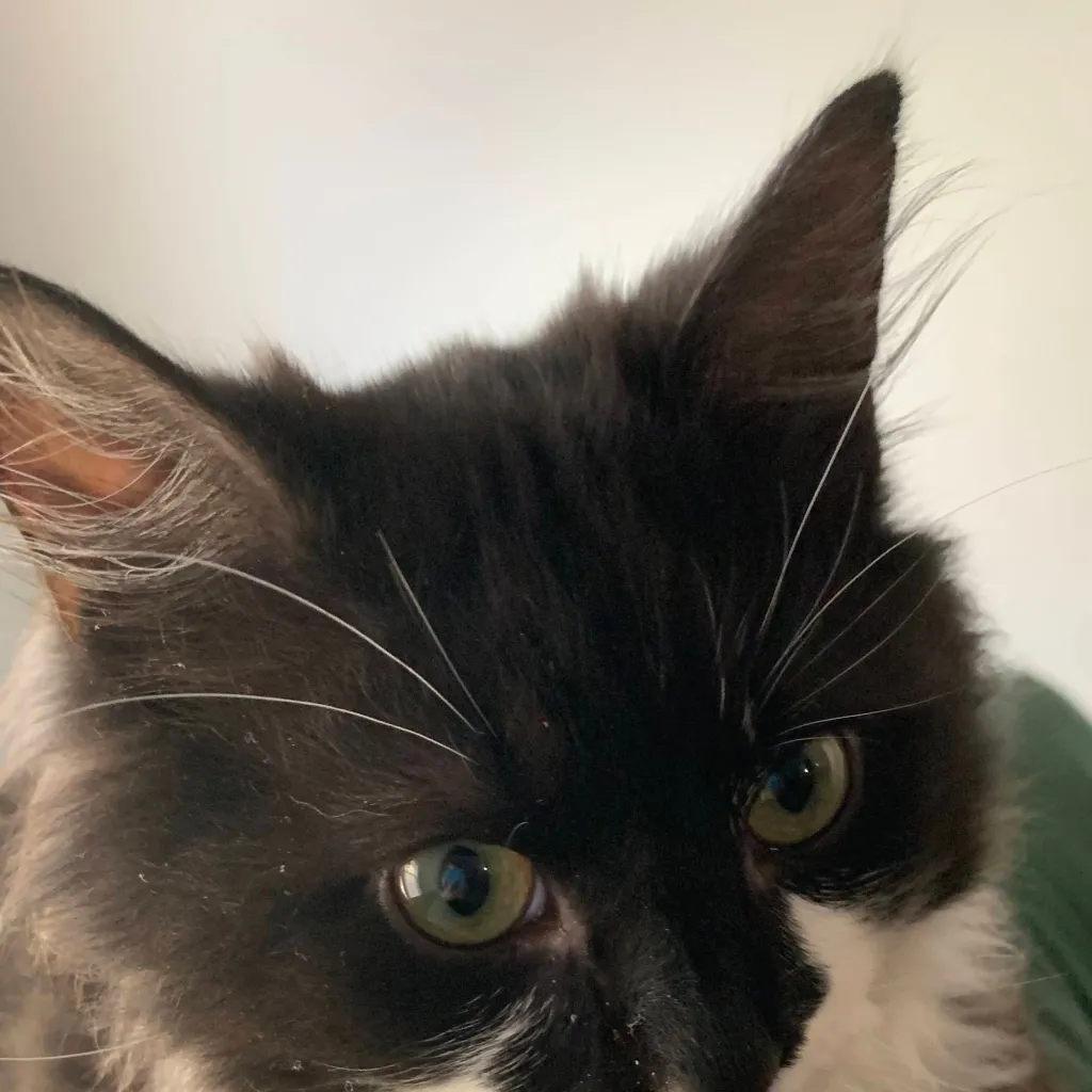 chat with ai character: your toga