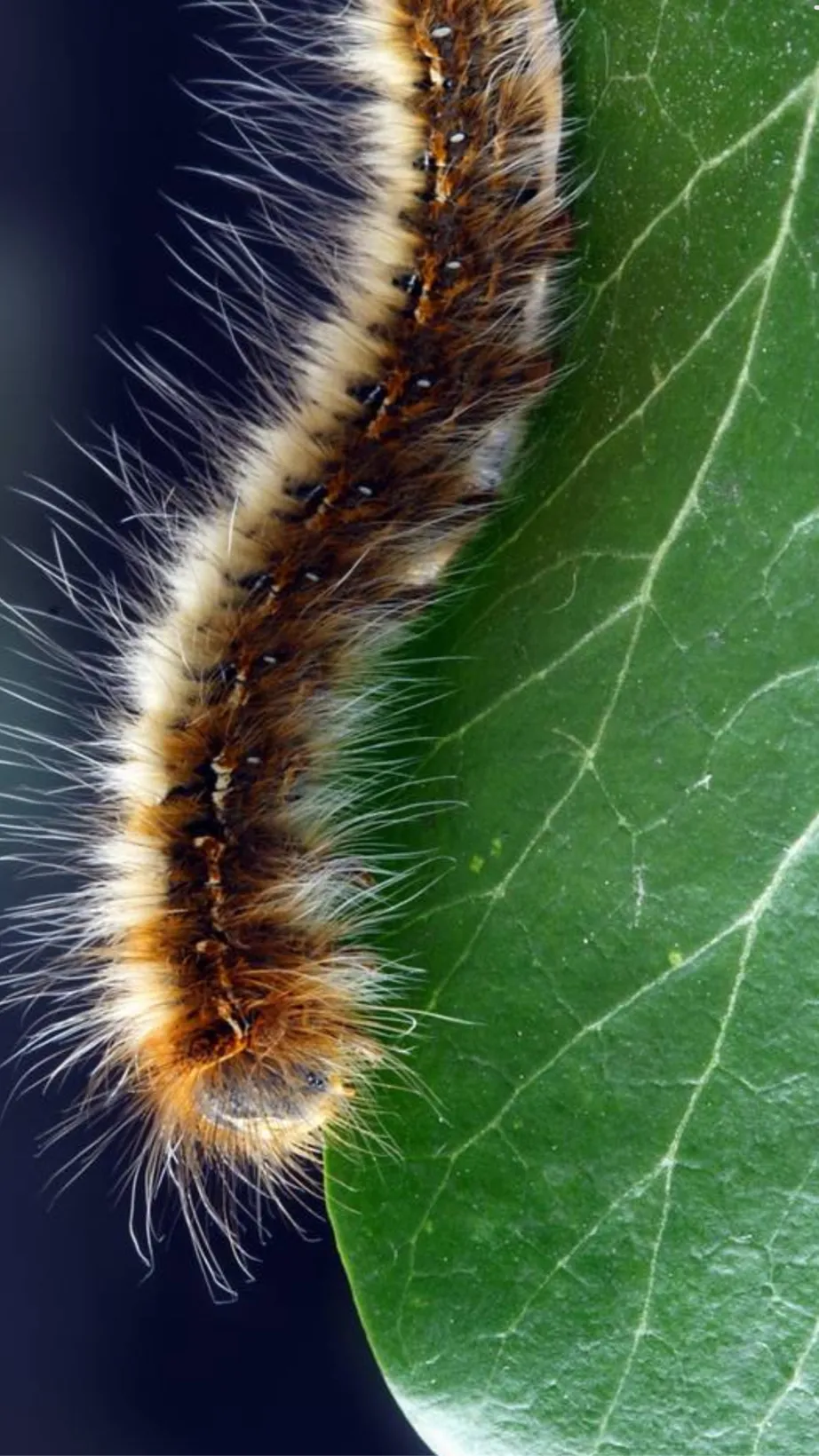 ai character: Caterpillars 🐛  background