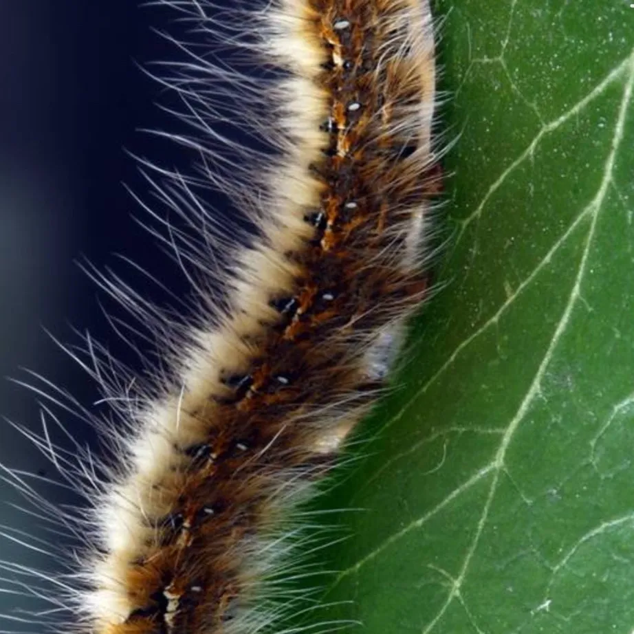 chat with ai character: Caterpillars 🐛 