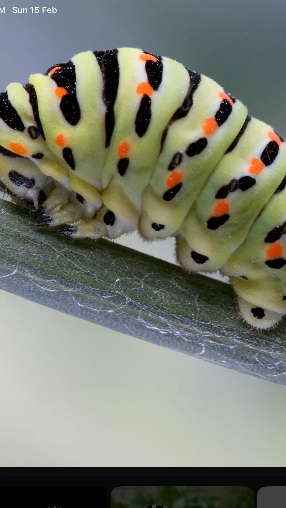 ai character: caterpillars war background