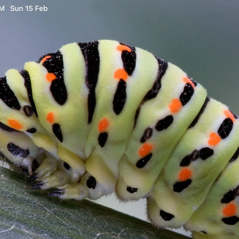 chat with ai character: caterpillars war