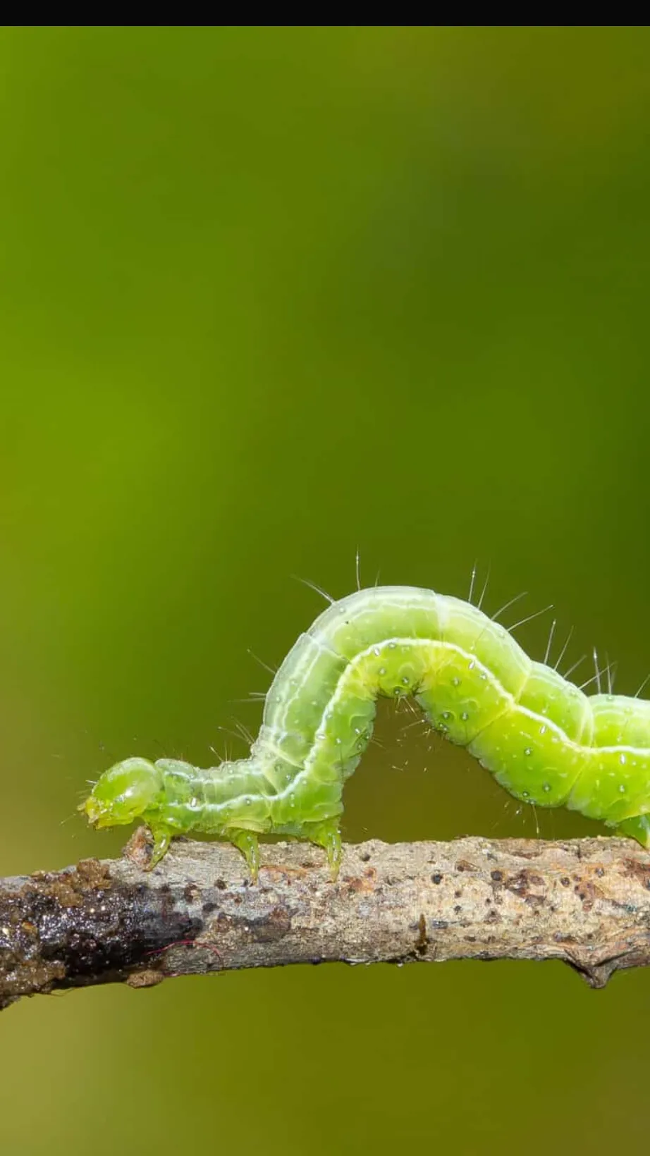 ai character: caterpillar remake background