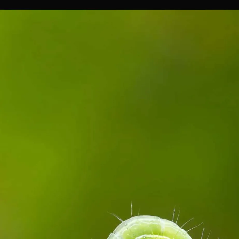 chat with ai character: caterpillar remake