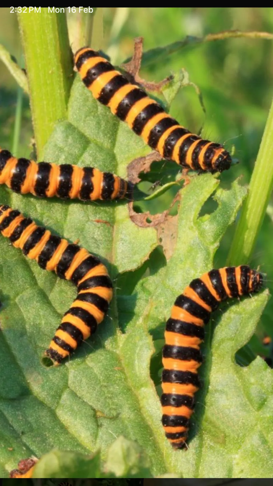 ai character: caterpillars world background