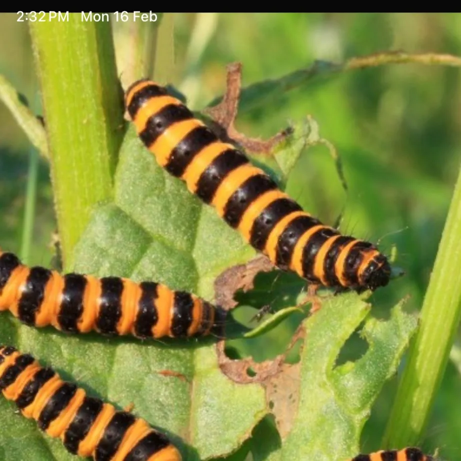 chat with ai character: caterpillars world