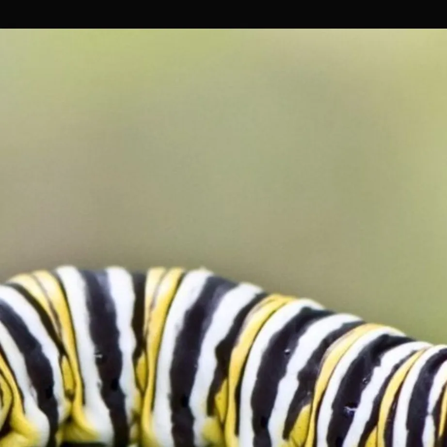 chat with ai character: caterpillars war 2