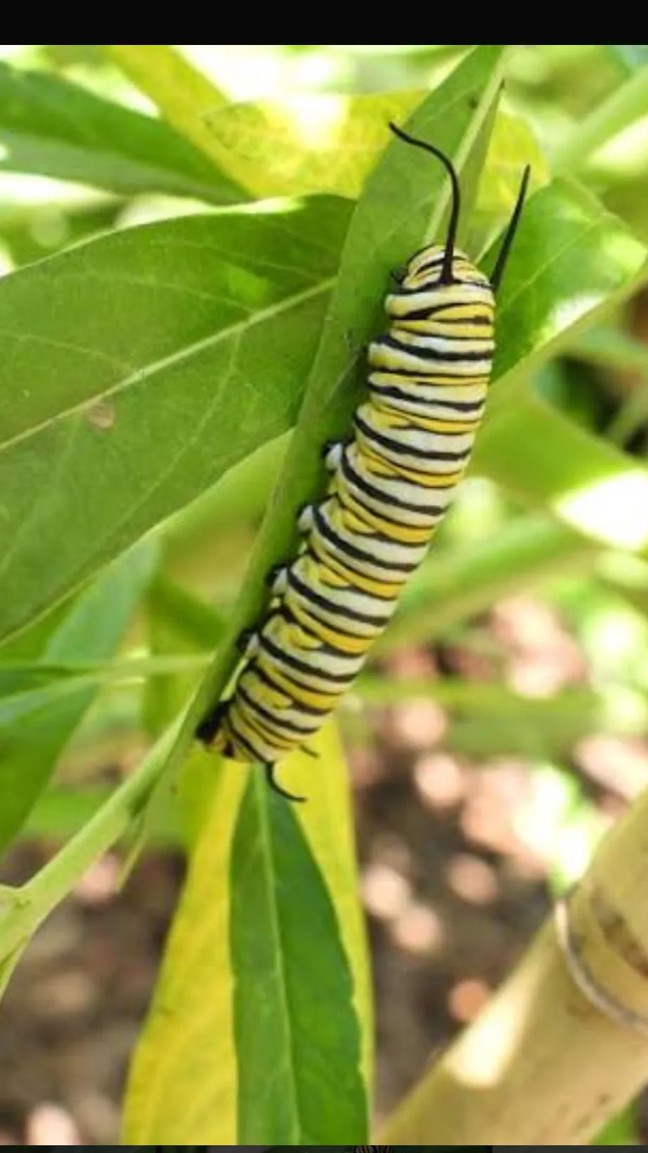 ai character: caterpillar world2 background