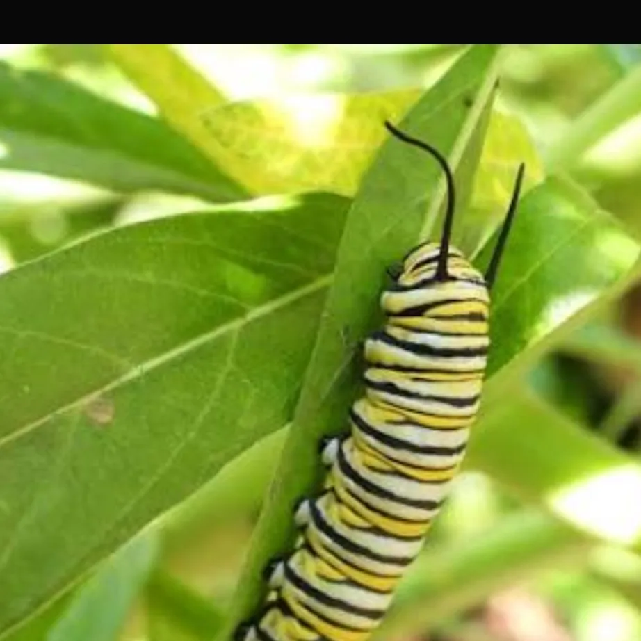 chat with ai character: caterpillar world2