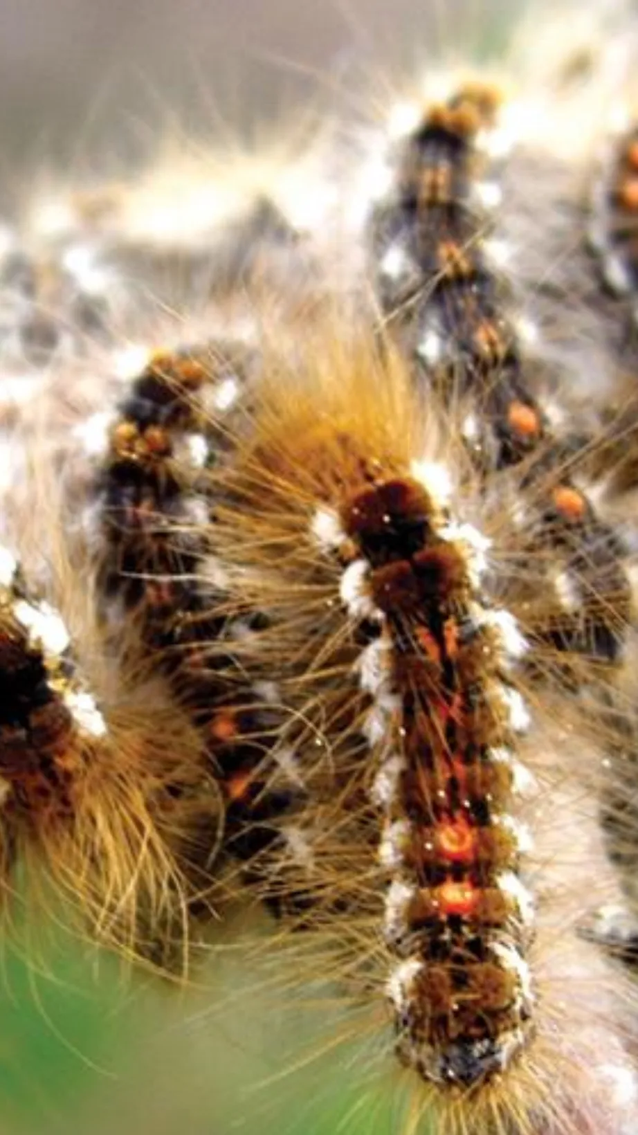 ai character: Caterpillars Army background