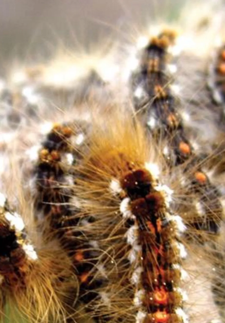 chat with ai character: Caterpillars Army