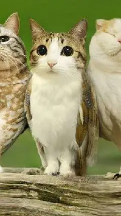 ai character: ♡the3meowls♡ background