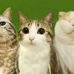 chat with ai character: ♡the3meowls♡