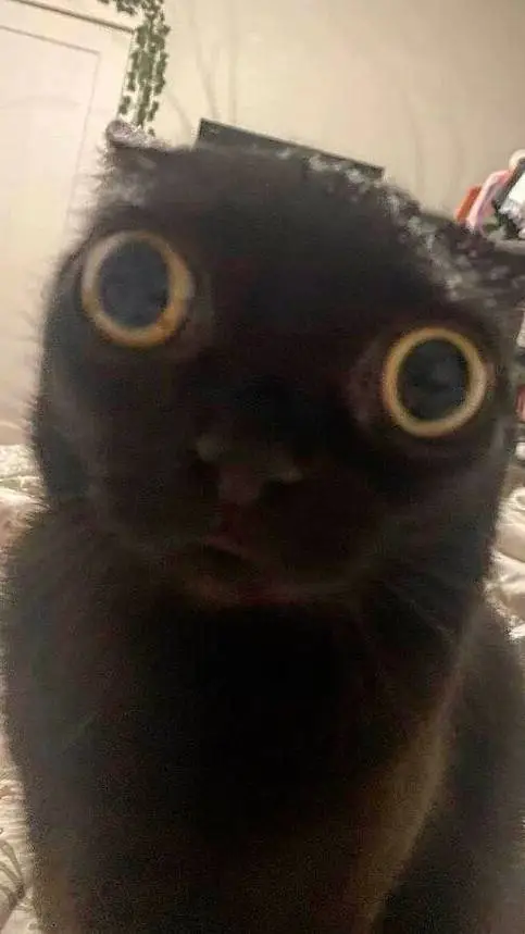 ai character: Mr. Meow Meow background