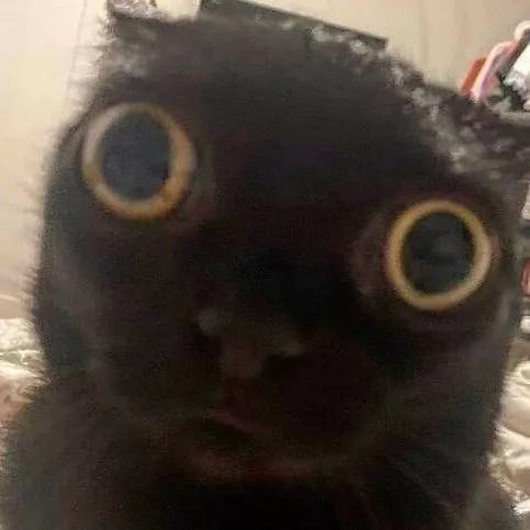 chat with ai character: Mr. Meow Meow