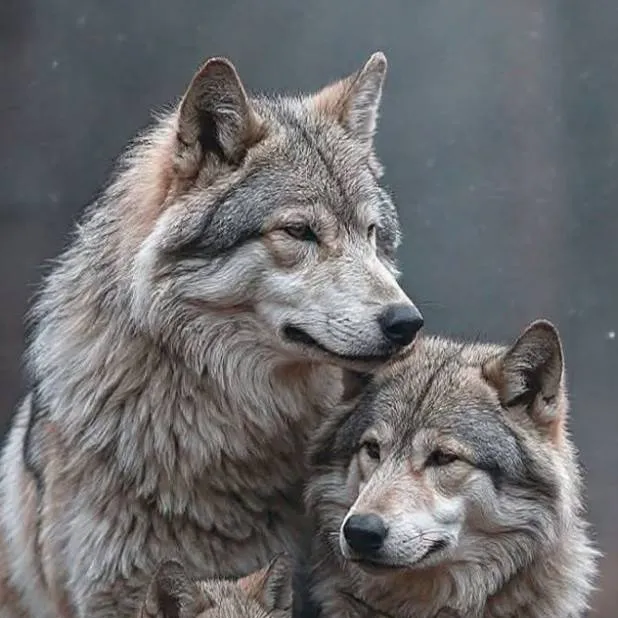 chat with ai character: Wolf family