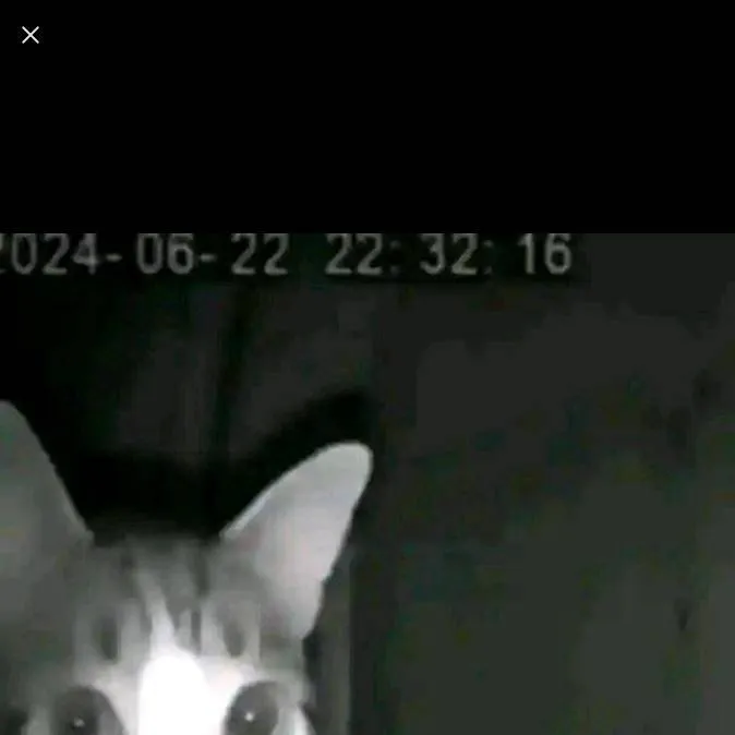 chat with ai character: MEMES