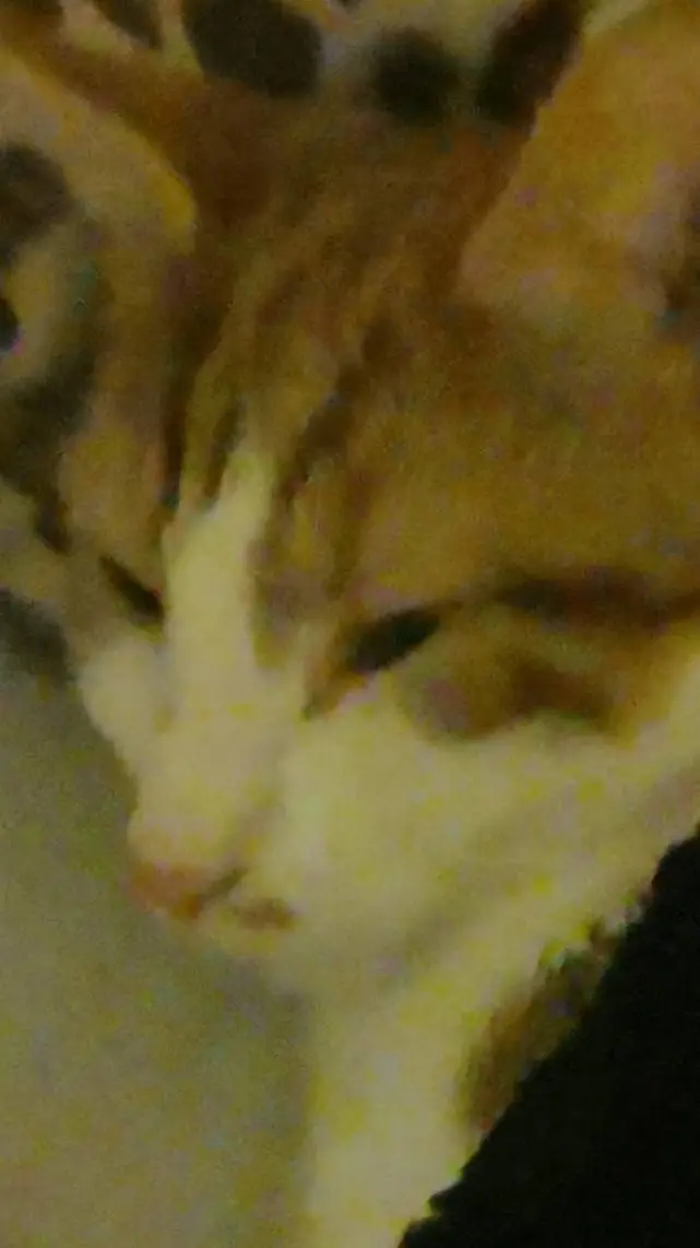 ai character: cat background