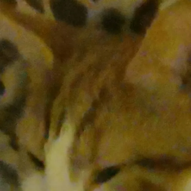 chat with ai character: cat