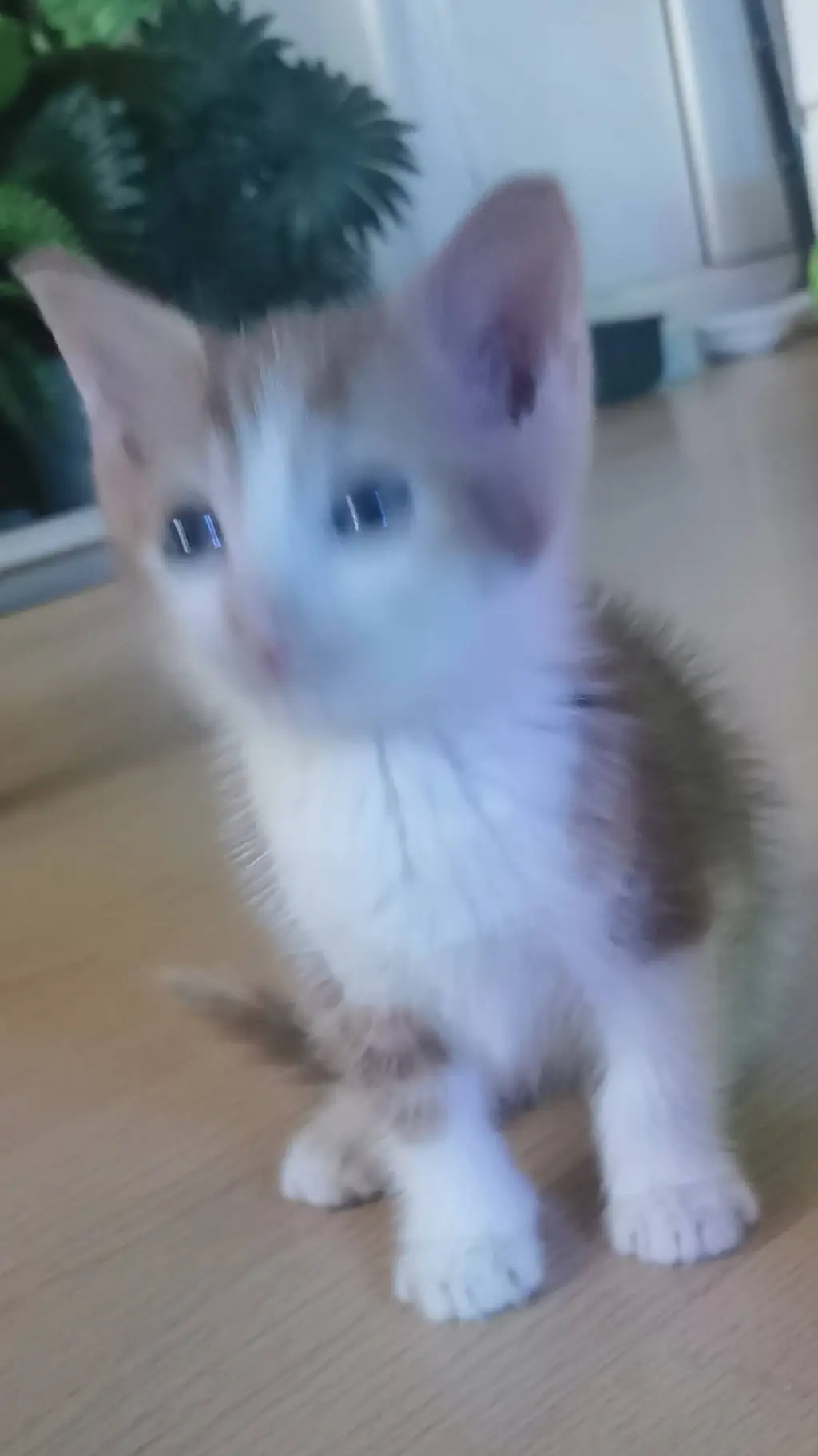 ai character: small cat background