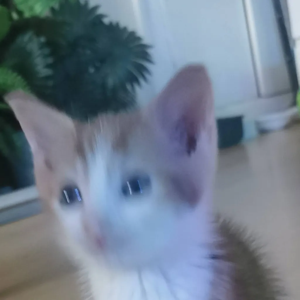 chat with ai character: small cat