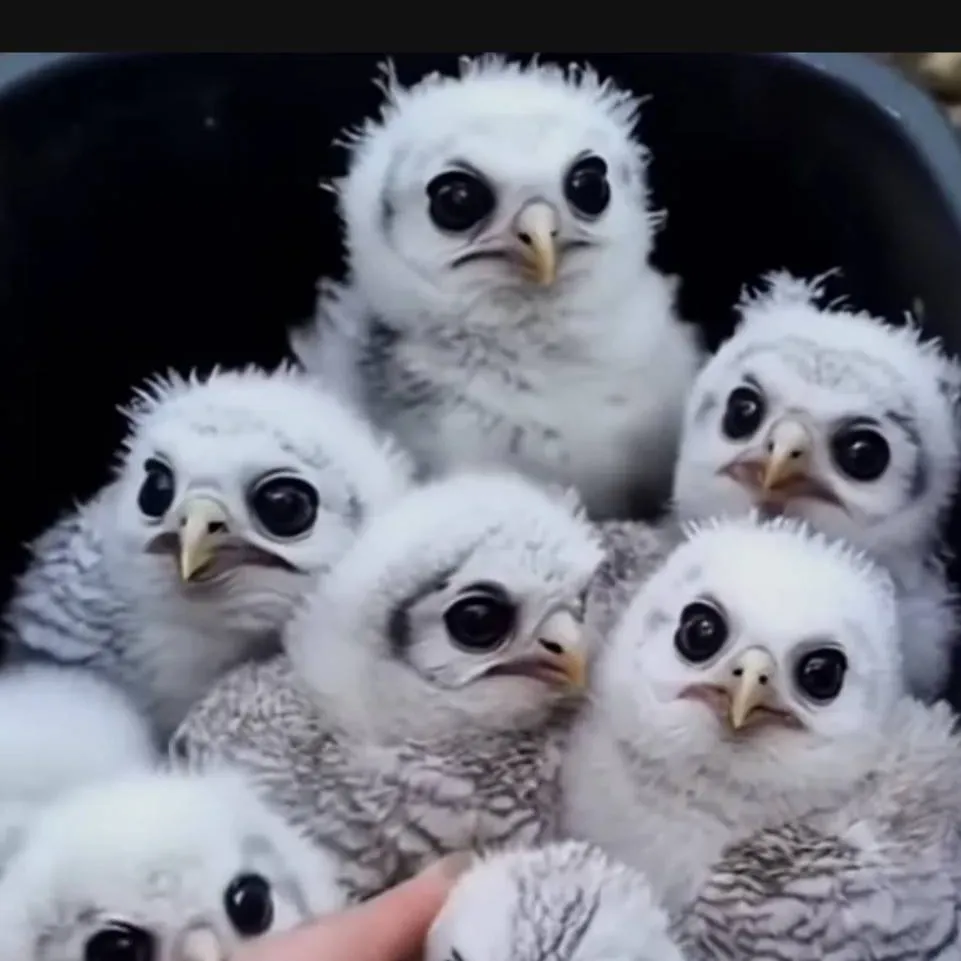 chat with ai character: durple